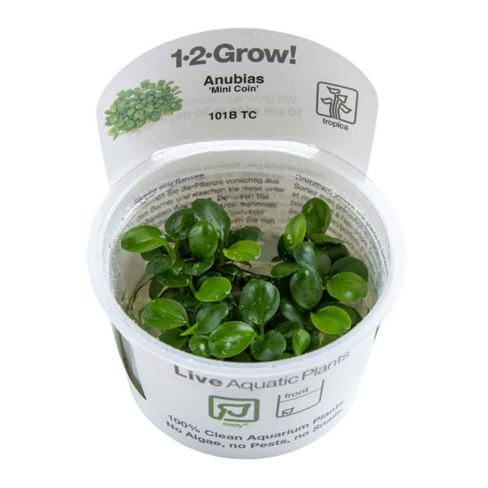 Tropica 1•2•Grow! Pianta Anubias "Mini Coin" in Vitro Cup