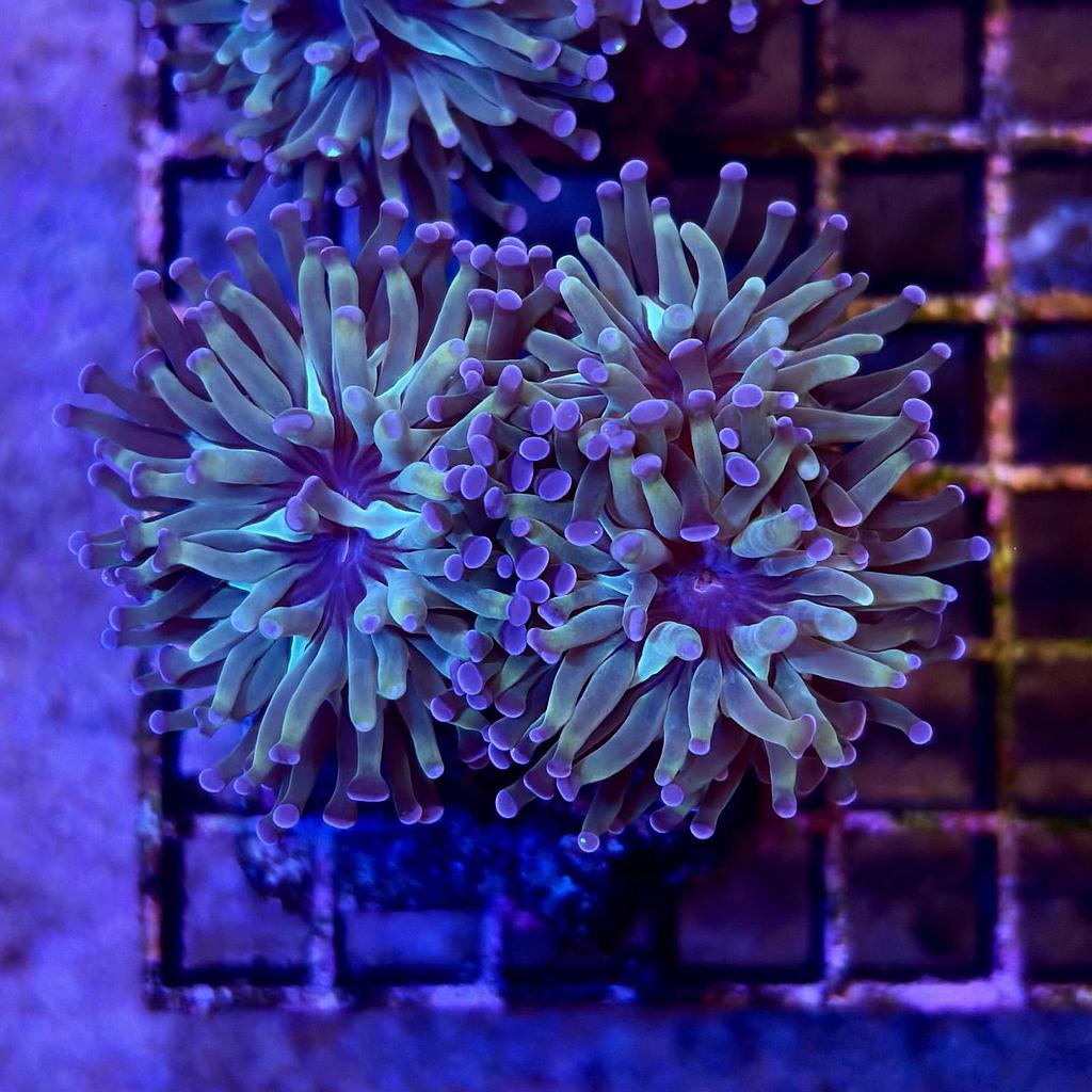 Coralli duri Lps Euphyllia paraancora 2/3 calici