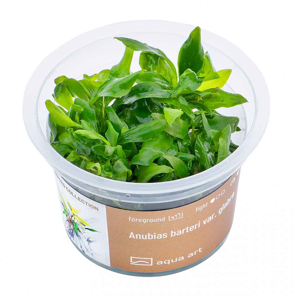 Aqua Art Anubias barteri Glabra in Vitro Cup