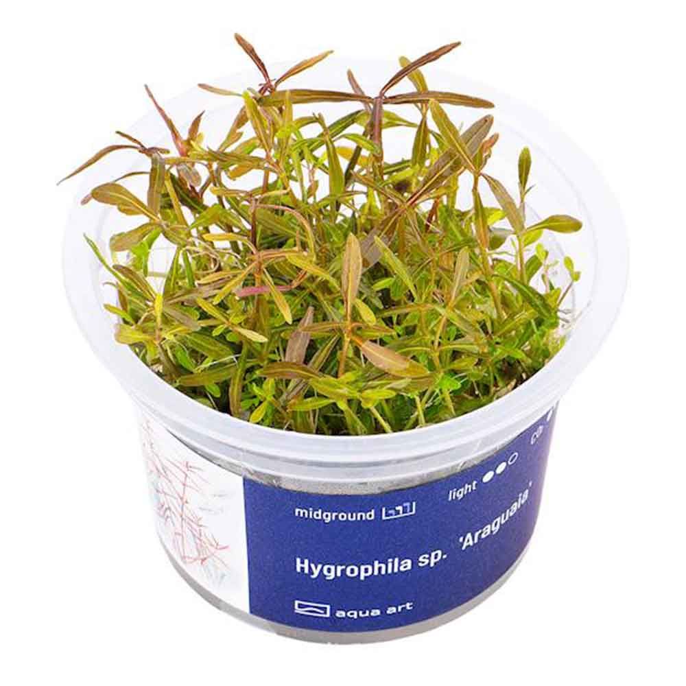 Aqua Art Hygrophila sp. "Araguaia" in Vitro Cup