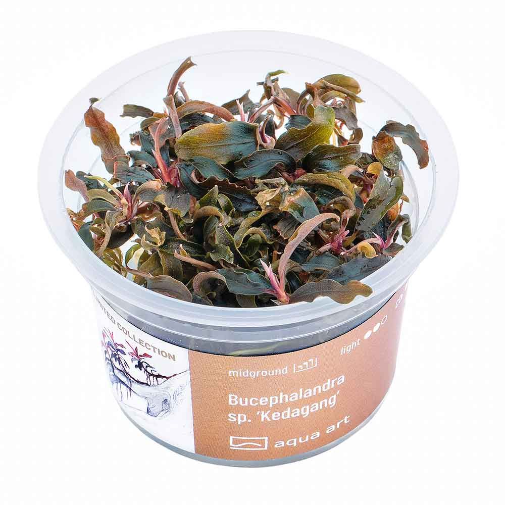 Aqua Art Bucephalandra sp. "Kedagang" in Vitro Cup