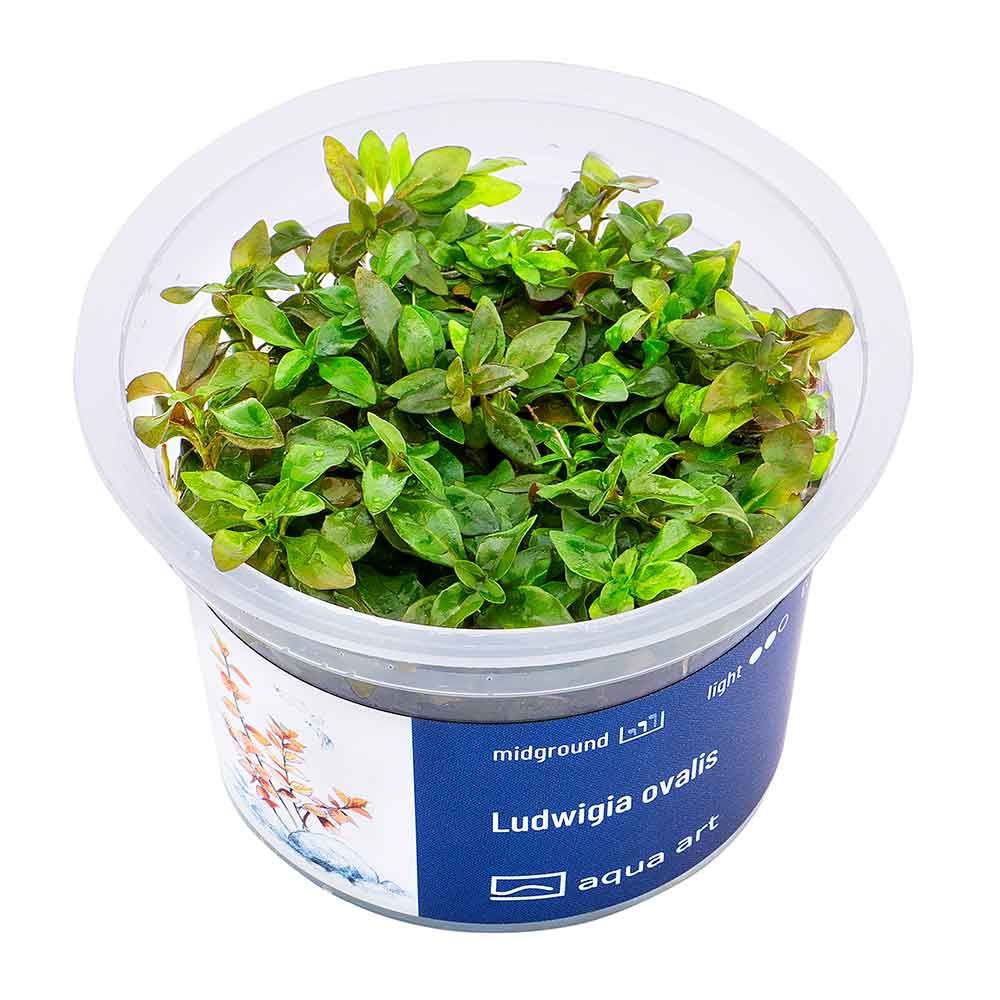 Aqua Art Ludwigia ovalis in Vitro Cup