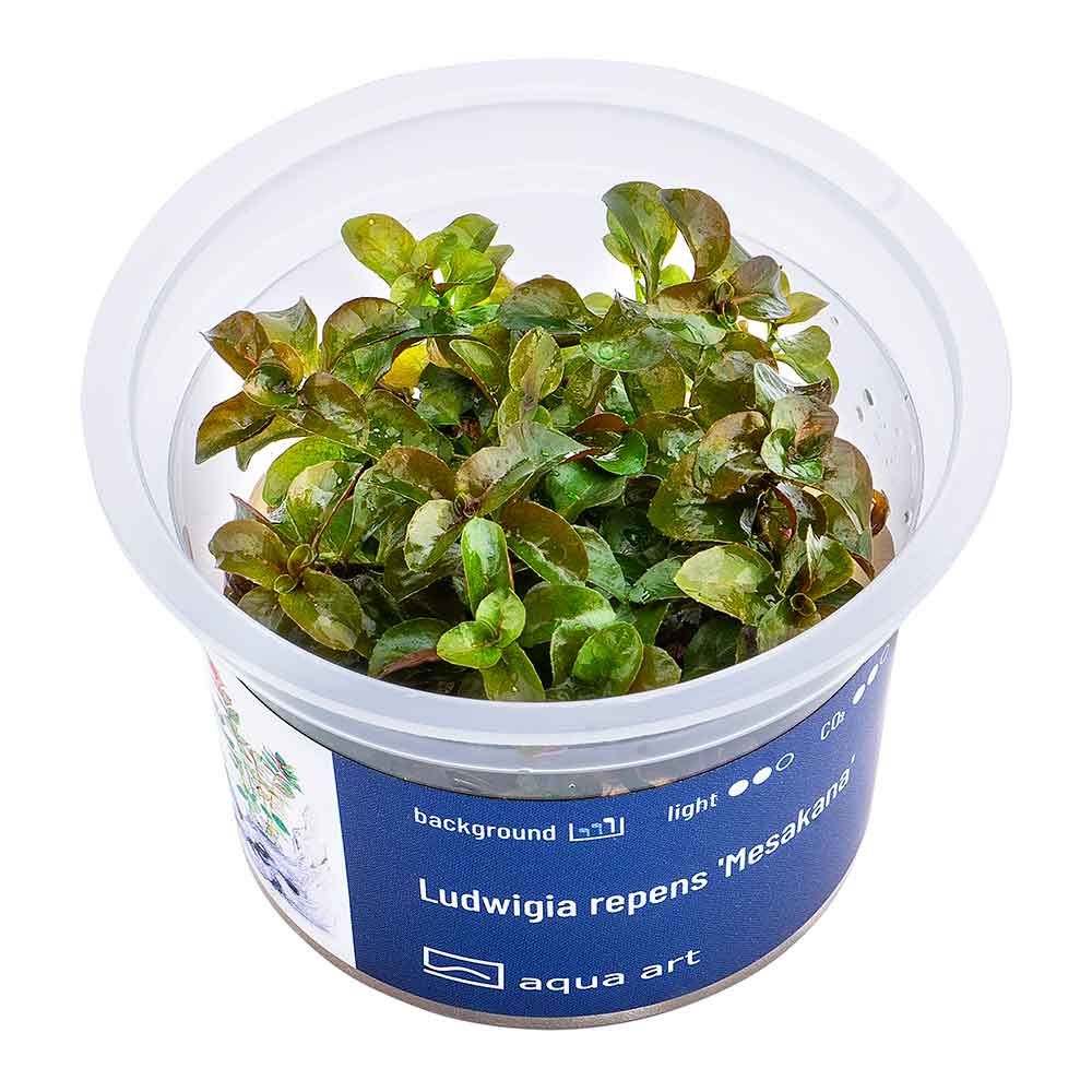 Aqua Art Ludwigia repens 'Mesakana' in Vitro Cup