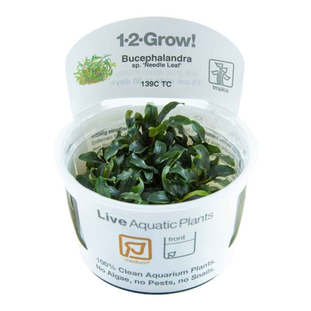 Tropica 1•2•Grow! Pianta Bucephalandra sp. 'Needle Leaf' in Vitro Cup