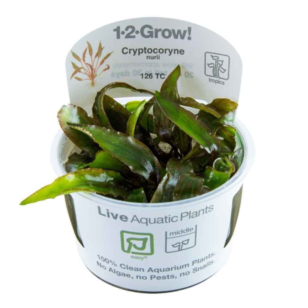 Tropica 1•2•Grow! Pianta Cryptocoryne nurii in Vitro Cup
