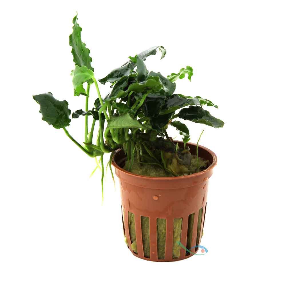 Tropica Pianta Anubias barteri var. nana ’Kirin’