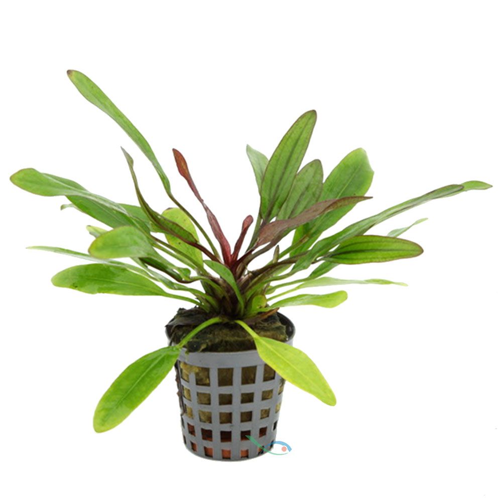 Aquafleur Pianta Echinodorus Red Devil