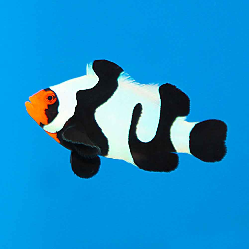 Amphiprion Ocellaris Percula riprodotti e allevato in negozio