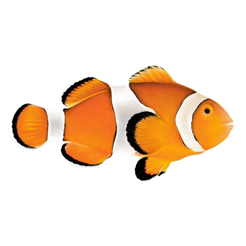 Amphiprion Ocellaris riprodotti e allevati in negozio