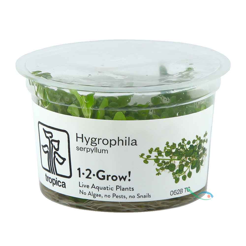 Tropica 1•2•Grow! Pianta Hygrophila serpyllum in Vitro Cup