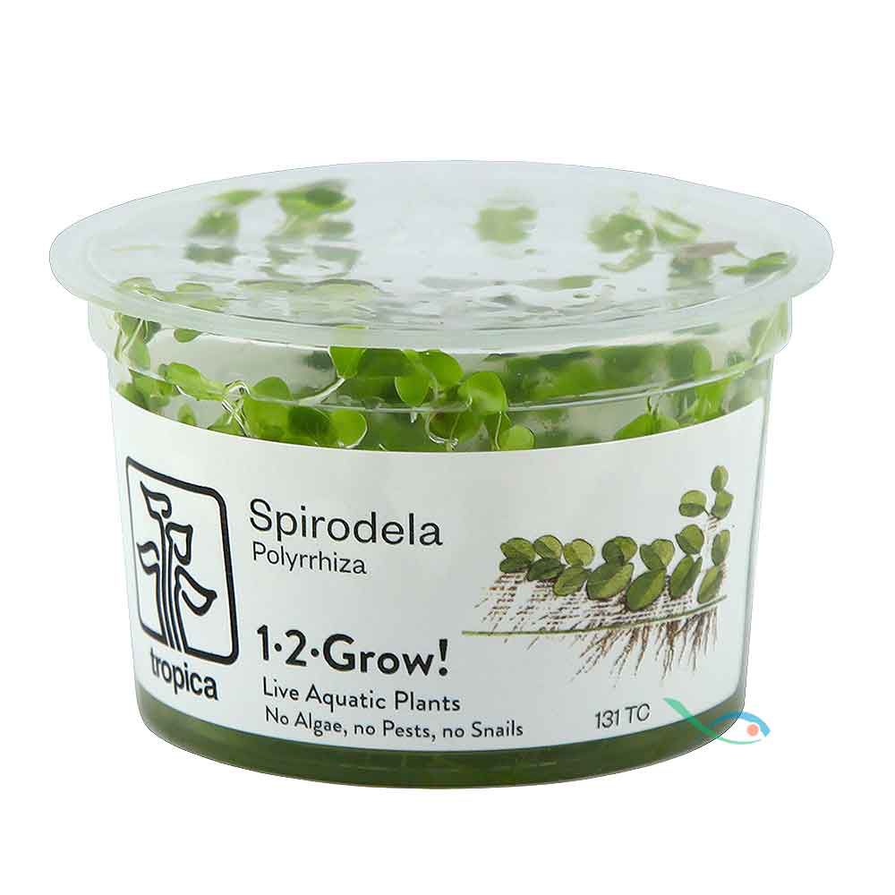 Tropica 1•2•Grow! Pianta Spirodela polyrrhiza in Vitro Cup