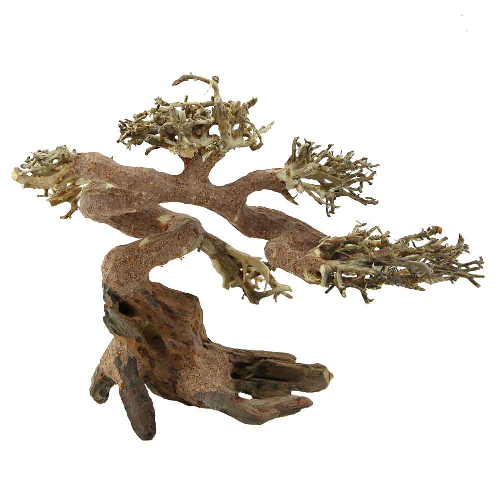 Amtra Legno Oriental Wind 7 Medium 1 con foto reale 25x13x21hcm