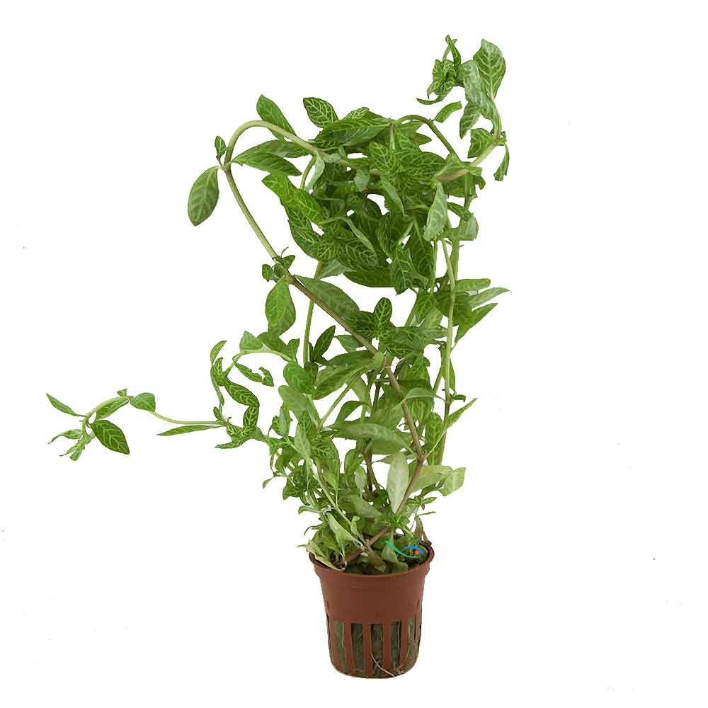 Tropica Pianta Hygrophila polysperma 'Rosanervig' vasetto