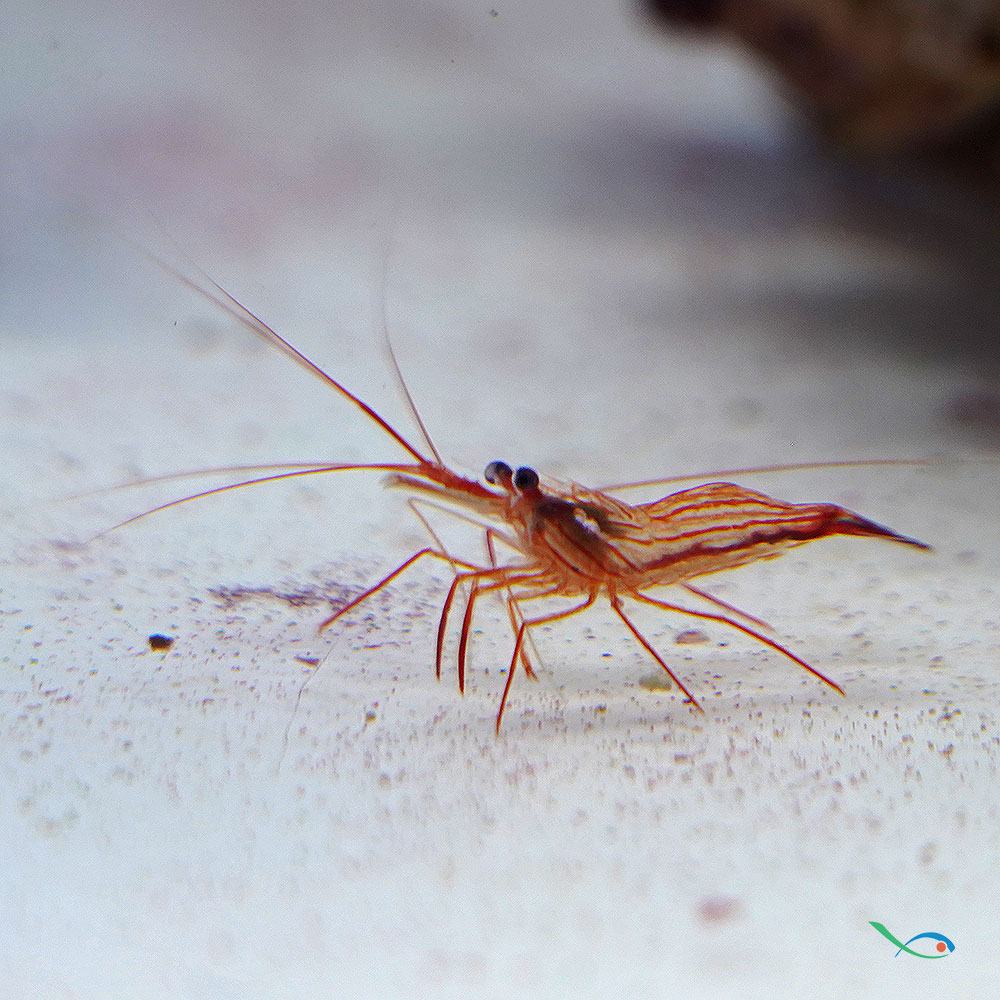 Lysmata wurdemanni gamberetto per marino Mangia Aiptasie
