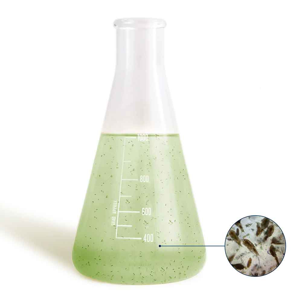 Bea Mesocosmo coltura ad alta densità di zooplancton marino vivo 5 Lt