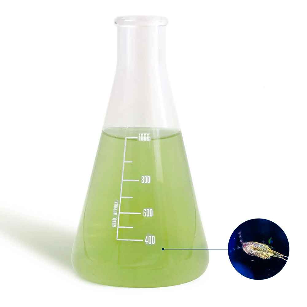 Bea Mesocosmo Tisbe coltura ad alta densità di zooplancton marino vivo 1 Lt