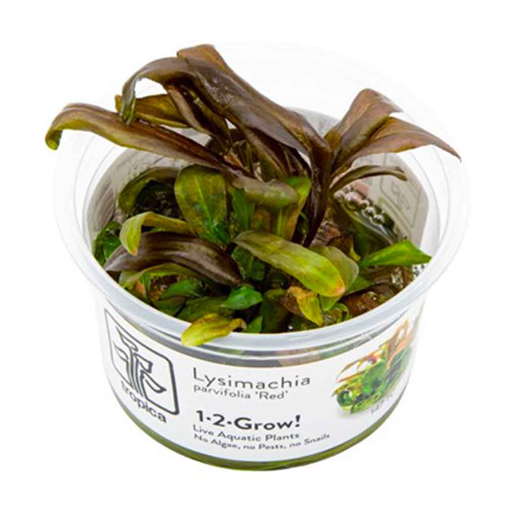 Tropica 1•2•Grow! Lysimachia parvifolia ‘Red’ in Vitro Cup
