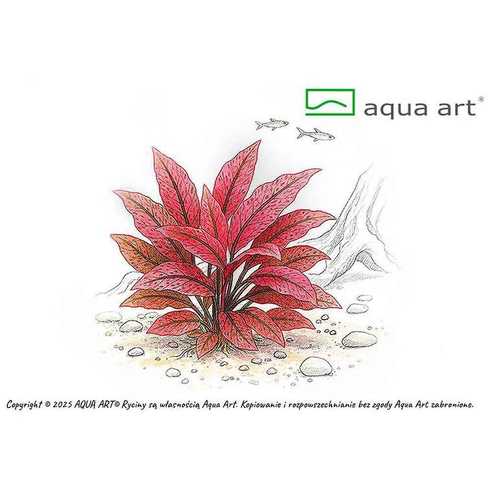 Aqua Art Cryptocoryne Flamingo in Vitro Cup