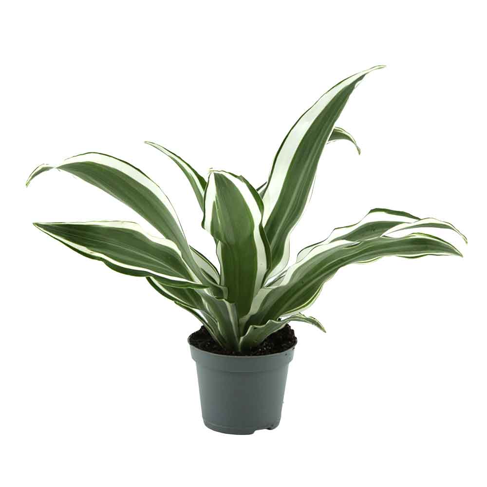 Aquafleur Terrarium Plant Dracaena Dragontree White Jewel