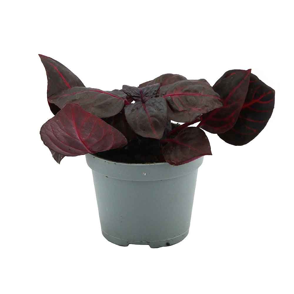 Aquafleur Terrarium Plant Iresine Herbstii Bloadleaf