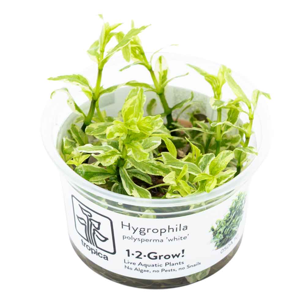 Tropica 1•2•Grow! Pianta Hygrophila polysperma 'White' in Vitro Cup