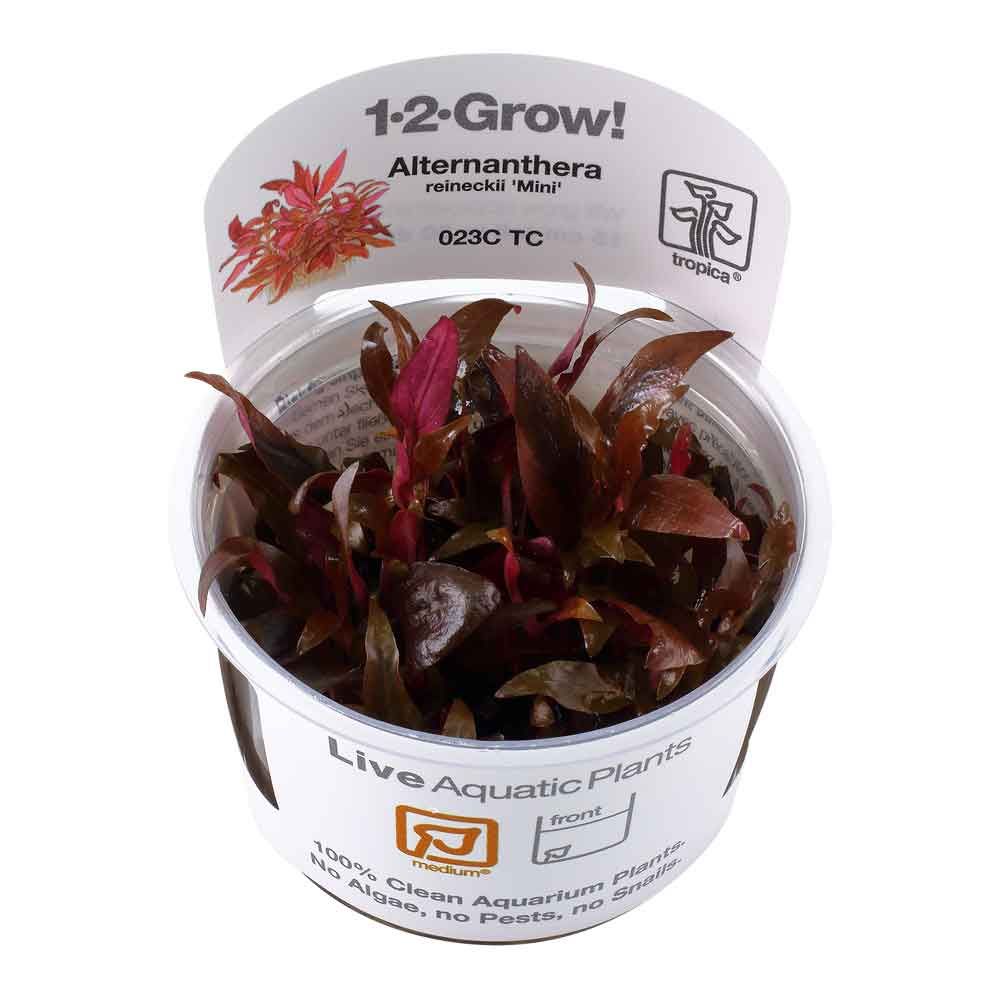 Tropica 1•2•Grow! Pianta Alternantera Reineikii "Mini" in Vitro Cup