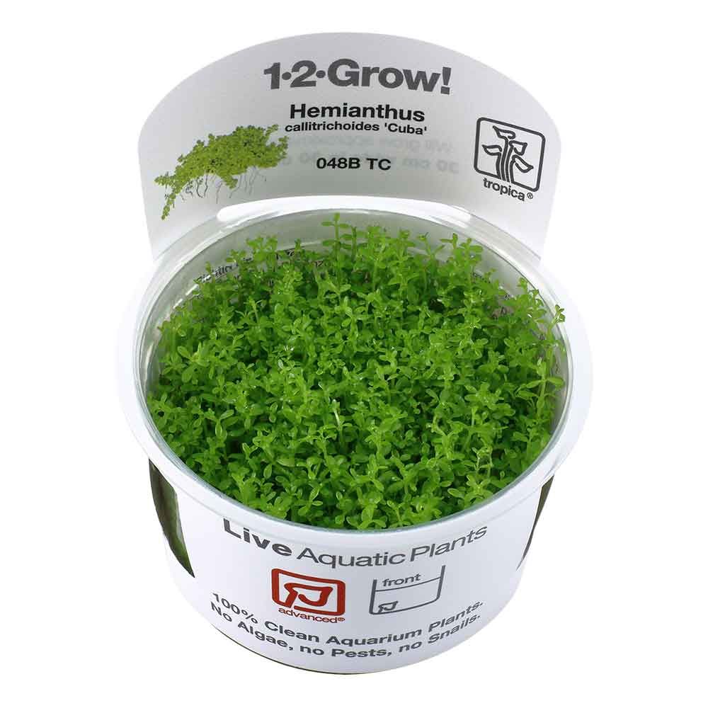 Tropica 1•2•Grow! Pianta Micranthemum  callitrichoides "Cuba" in Vitro Cup