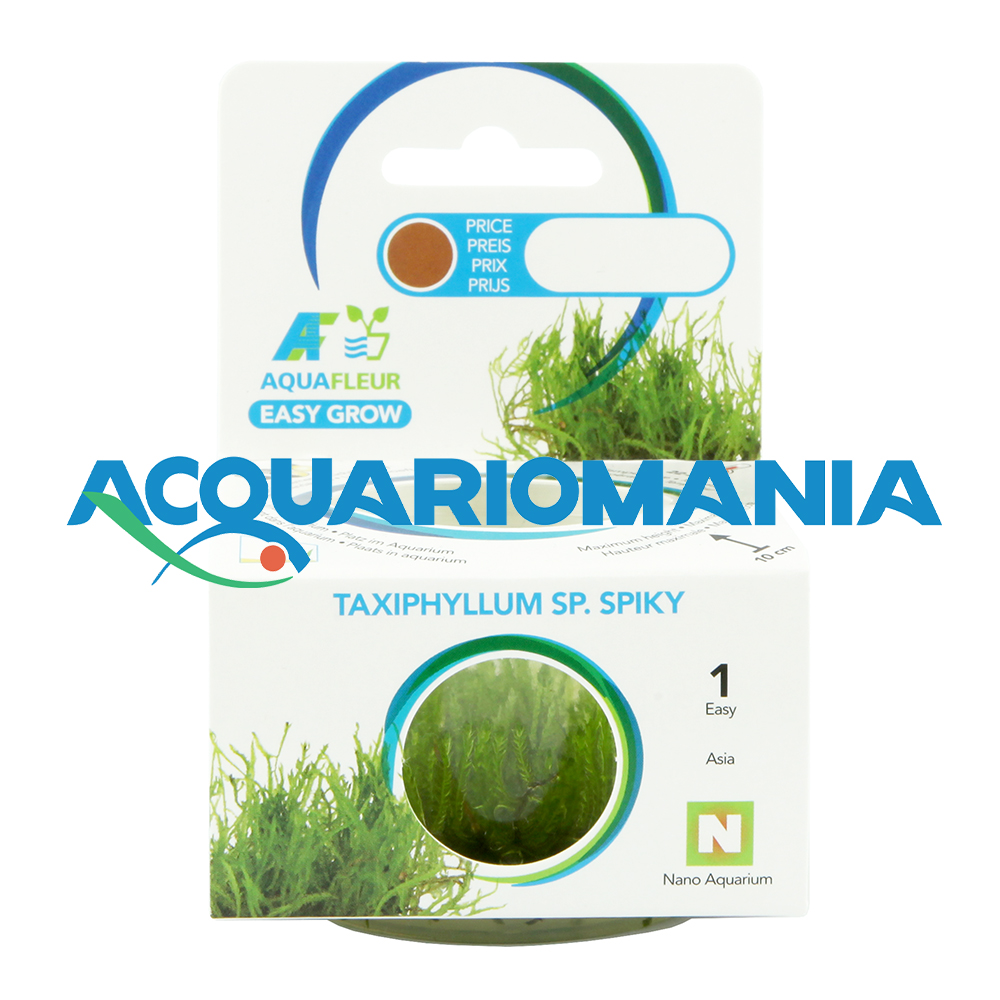 Aquafleur Easy Grow Pianta Taxiphyllum Sp. Spiky in Vitro Cup