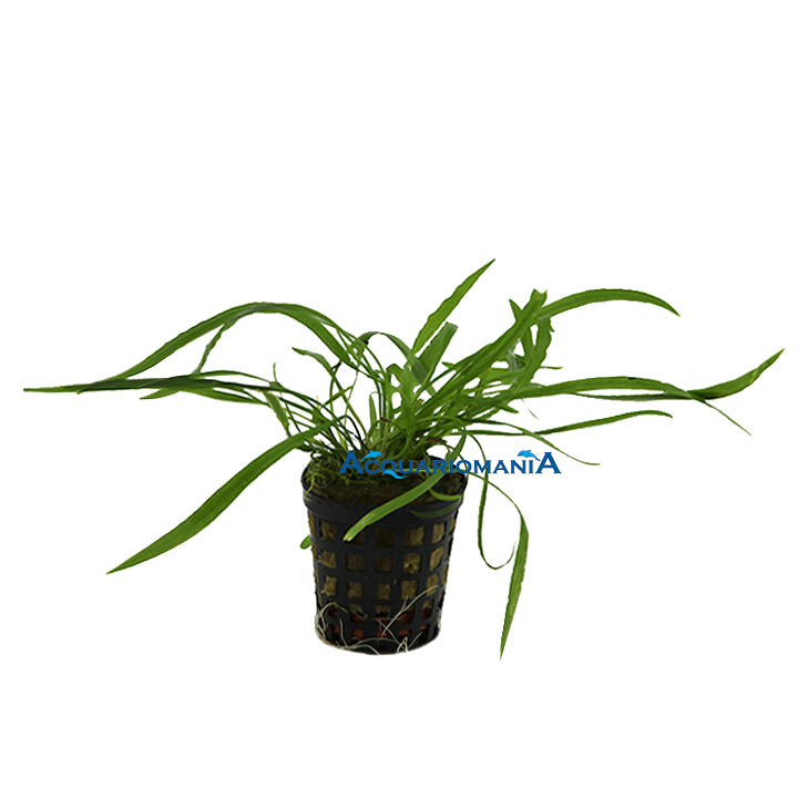 Pianta Cryptocoryne Spiralis vasetto