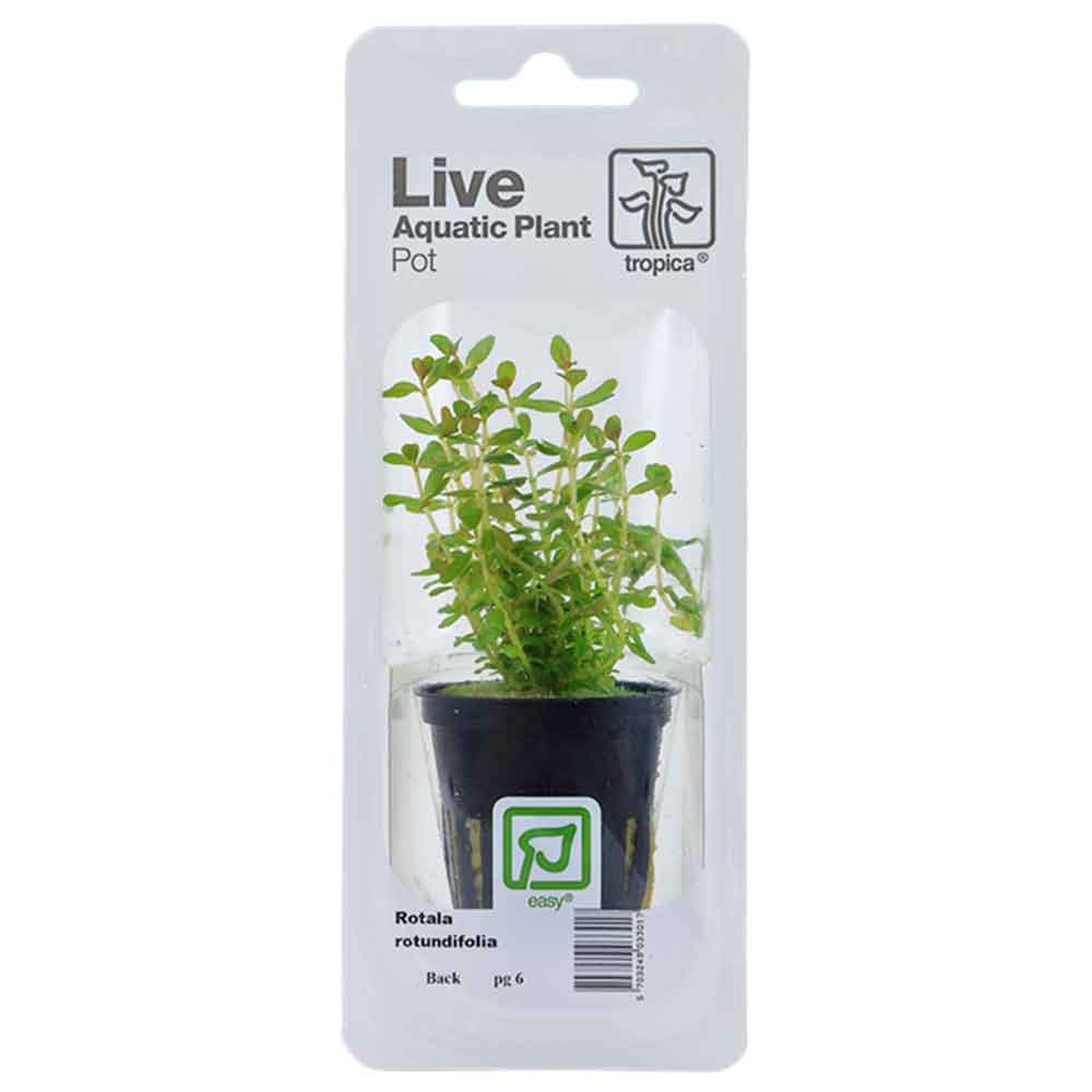 Tropica Single Package Pianta Rotala Rotundifolia vasetto