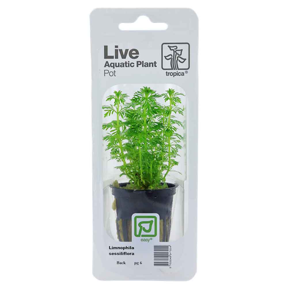 Tropica Single Package Pianta Limnophila Sessiliflora vasetto