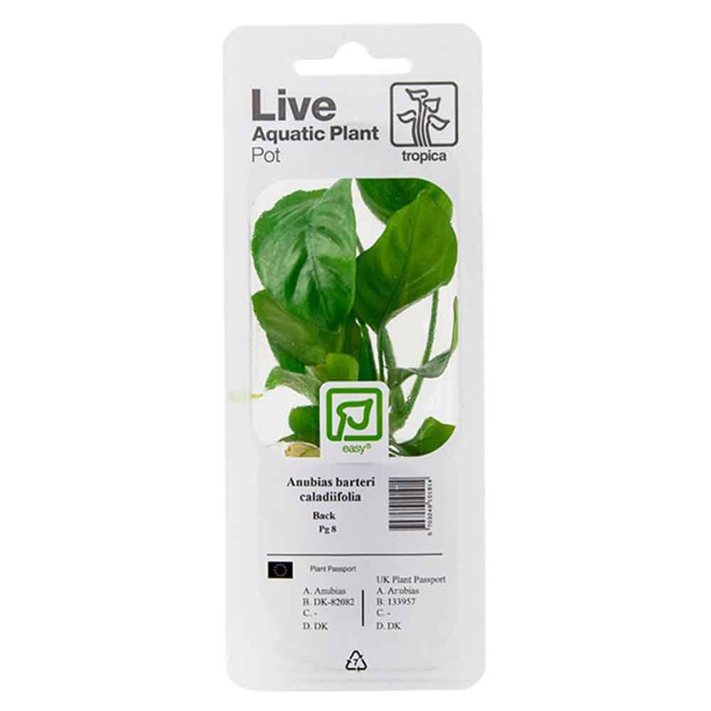 Tropica Single Package Pianta Anubias Barteri Caladiifolia vasetto