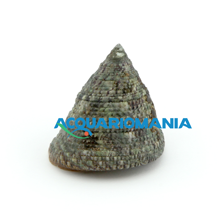 Trochus Maculatus Lumaca mangia alghe per acqua marina