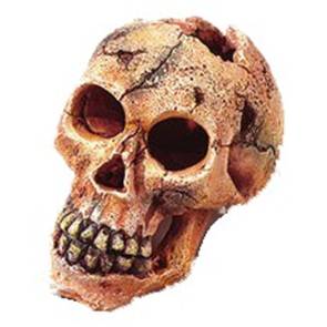 Teschio cm 11