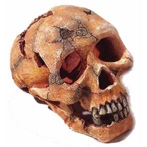 Teschio cm 15