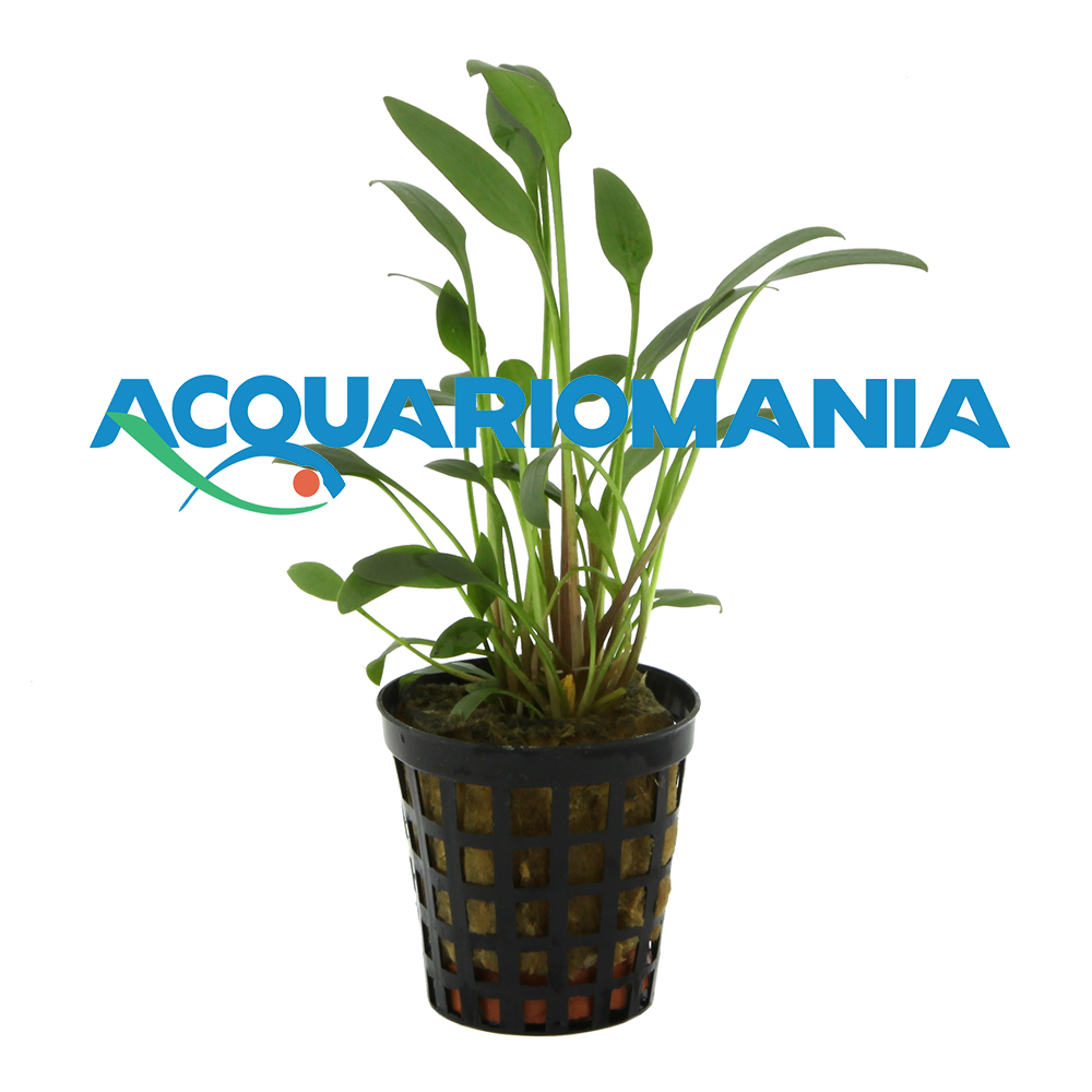 Pianta Cryptocoryne Nevelli vasetto
