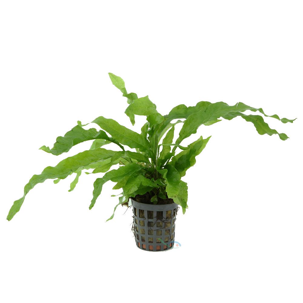 Pianta Microsorum Pteropus Latifoglia (Felce di Giava) vasetto