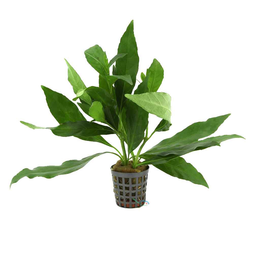 Aquafleur Pianta Nomaphila Stricta Fleur vasetto