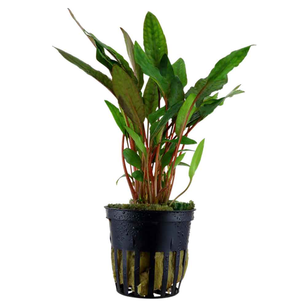 Tropica Pianta Cryptocoryne Beckettii "Petchii" in vasetto