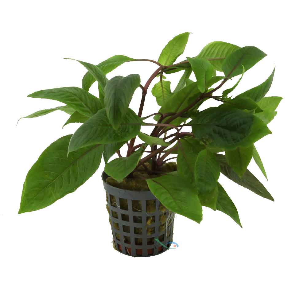 Aquafleur Pianta Hygrophilla Corymbosa vasetto