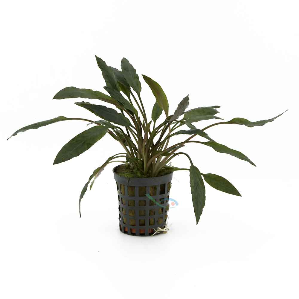 Pianta Cryptocoryne Petchii vasetto