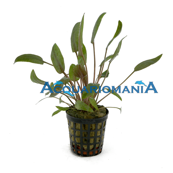 Pianta Cryptocoryne Moehlmannii vasetto