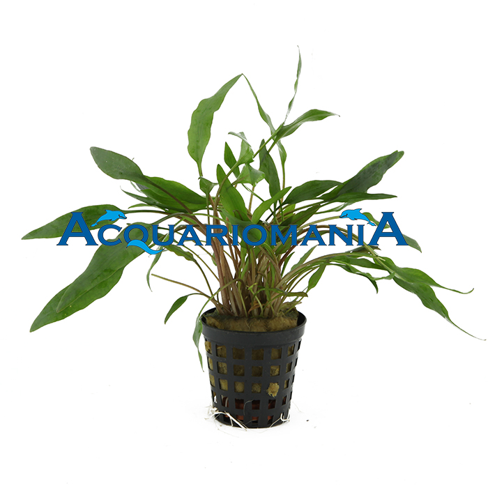Pianta Cryptocoryne undulatus green vasetto
