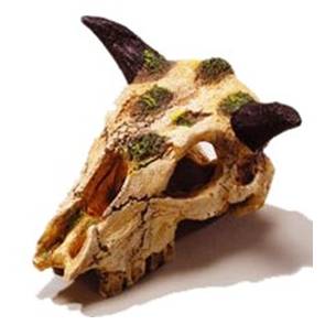 Teschio con corna cm 12