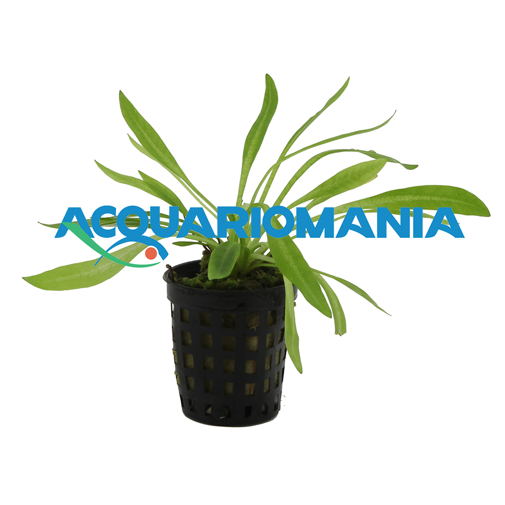 Pianta Echinodorus magdalensis (Syn: Helianthum bolivianum Quadricostatus) vasetto