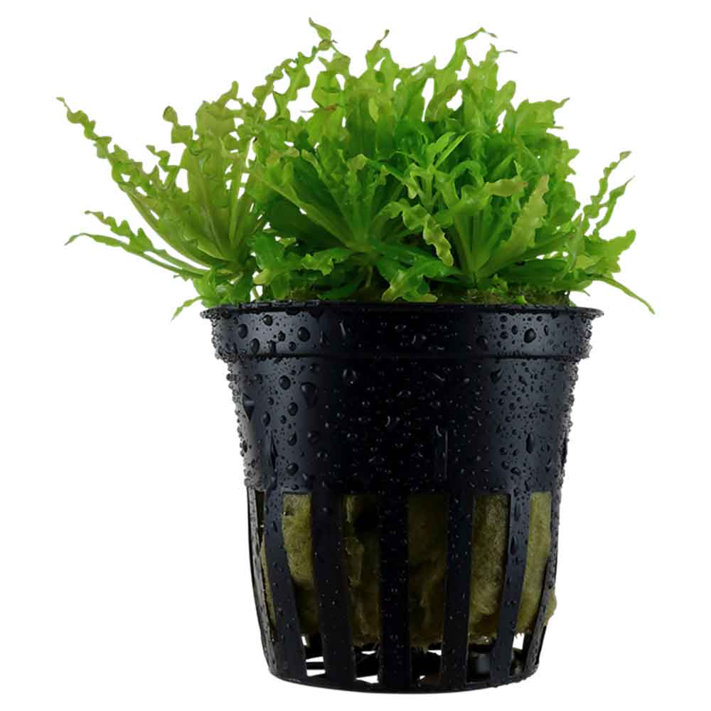 Tropica Pianta Pogostemon Helferi in vasetto