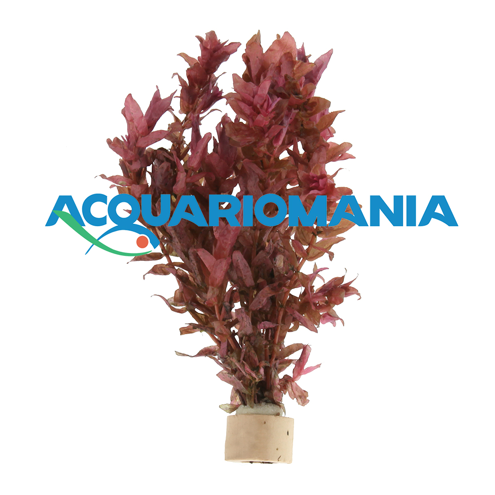 Pianta Rotala Macranda mazzetto