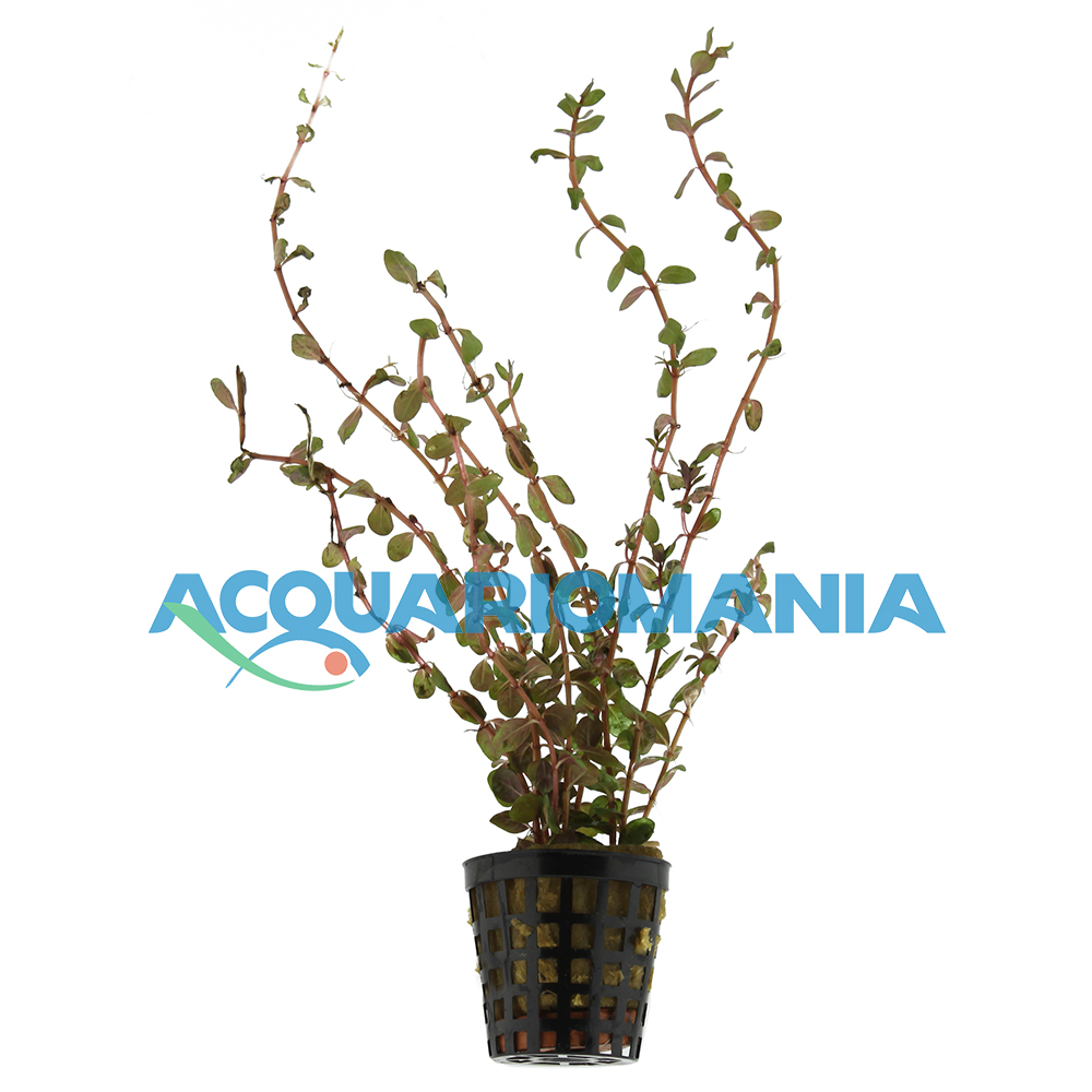 Pianta Rotala Rotundifoglia vasetto