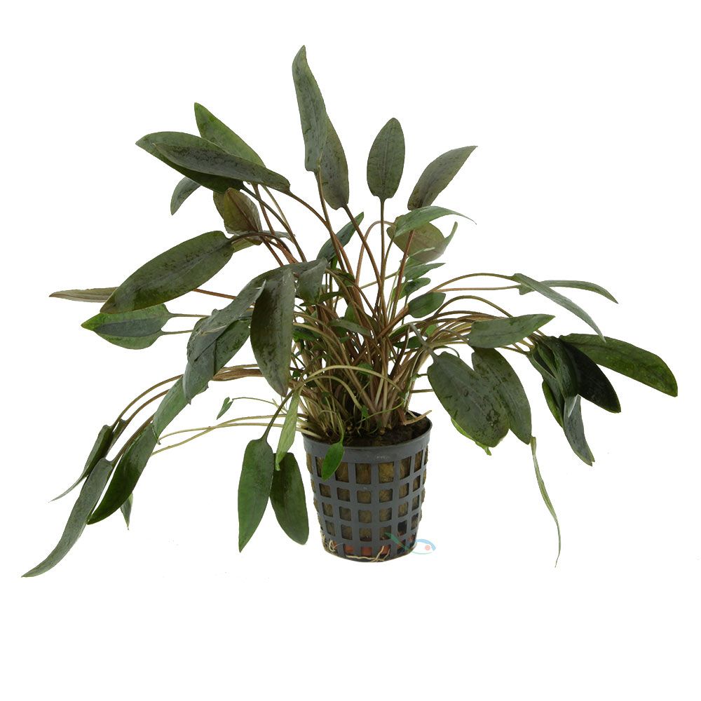Pianta Cryptocoryne Wendtii "brown" vasetto