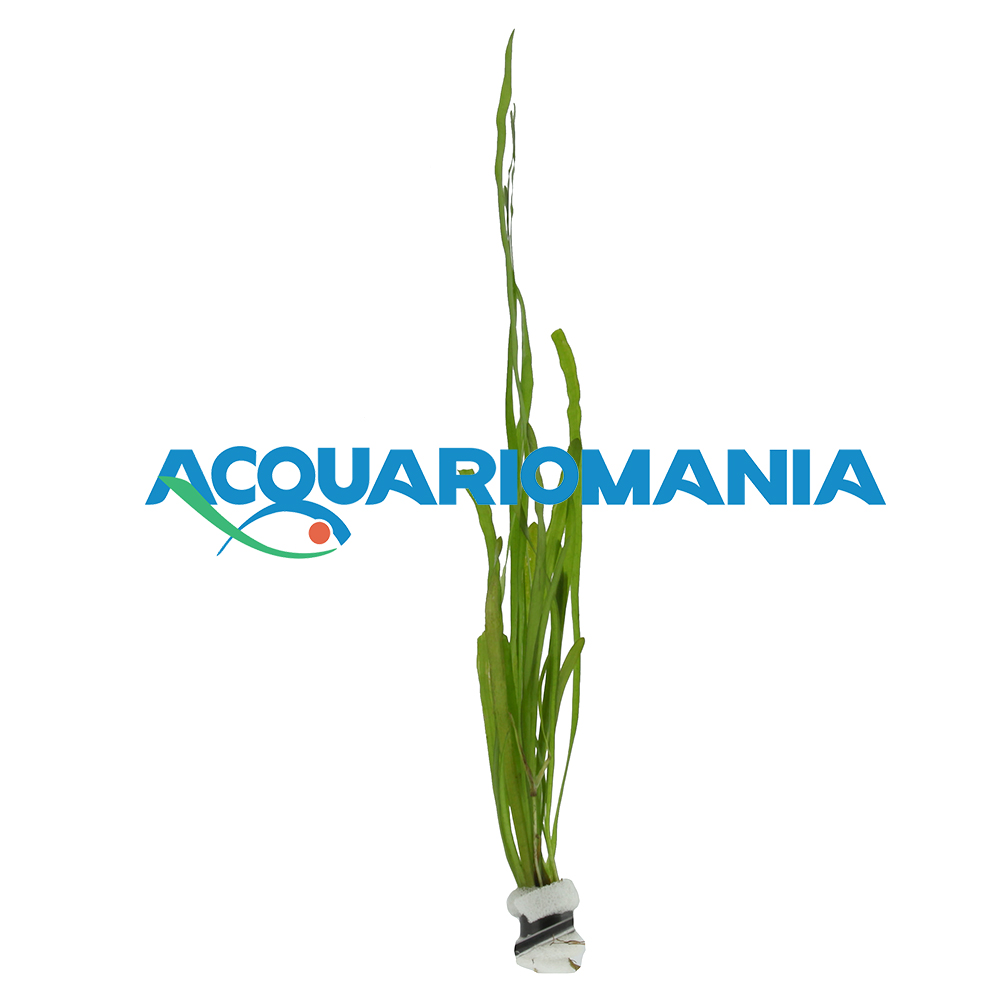 Pianta Vallisneria Spiralis mazzetto